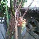 せみ 脱皮