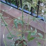 フルーツトマト 花